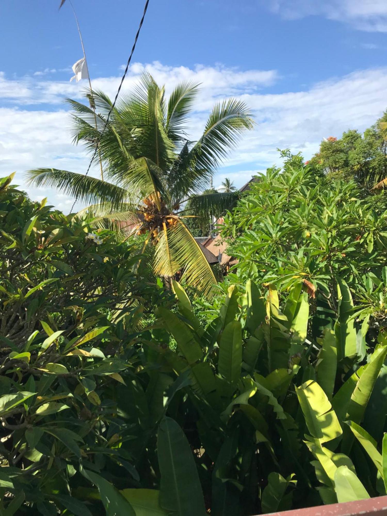 Gus Arditya Homestay Ubud Exteriör bild