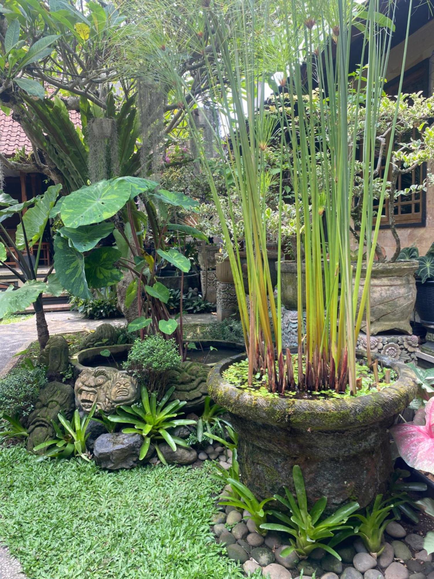 Gus Arditya Homestay Ubud Exteriör bild