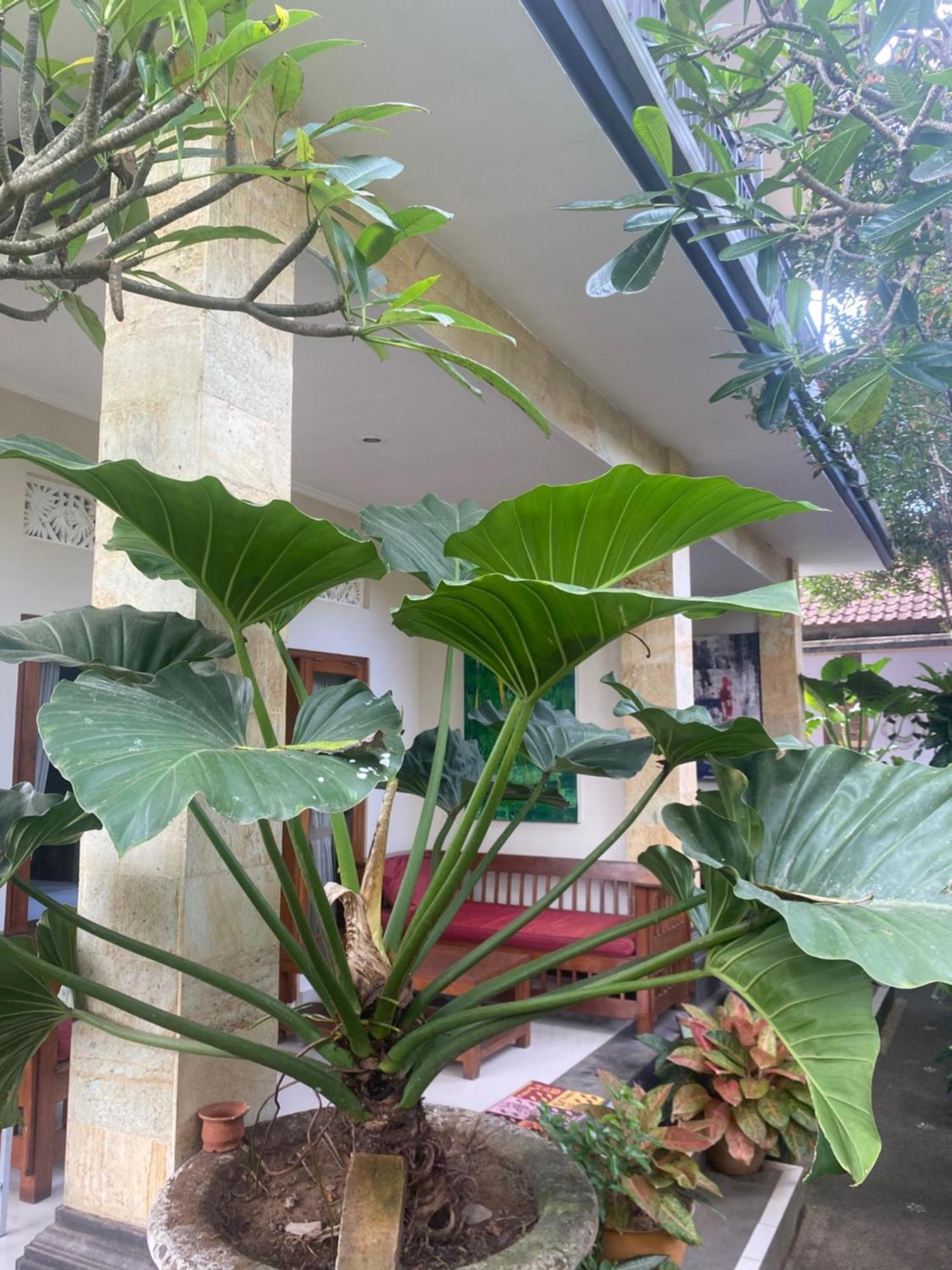 Gus Arditya Homestay Ubud Exteriör bild