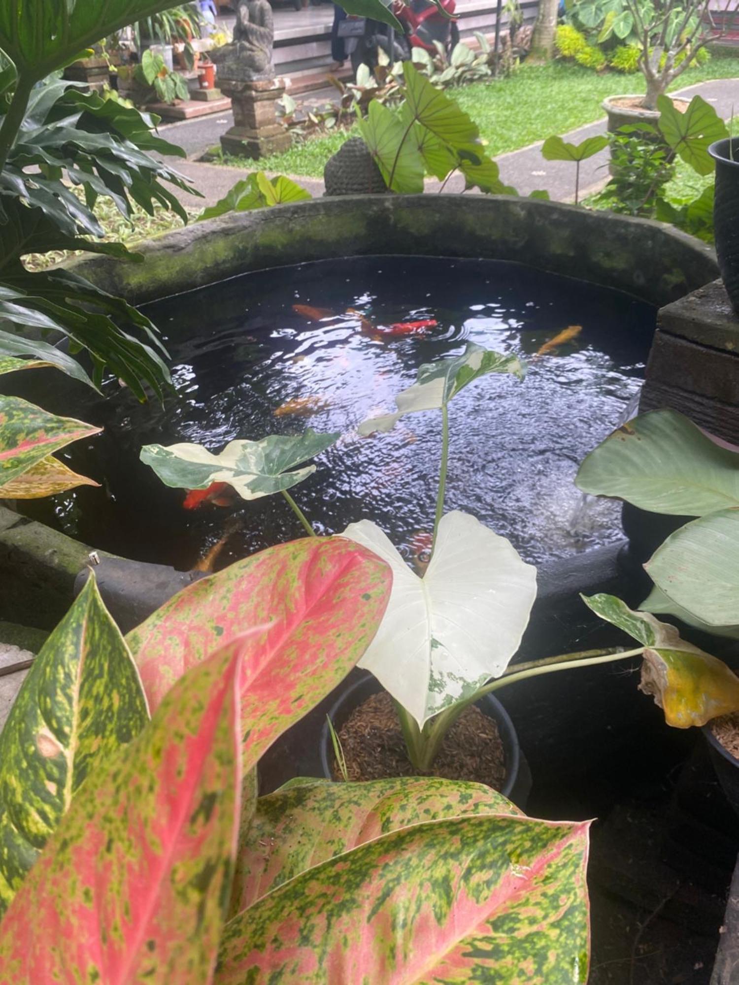 Gus Arditya Homestay Ubud Exteriör bild