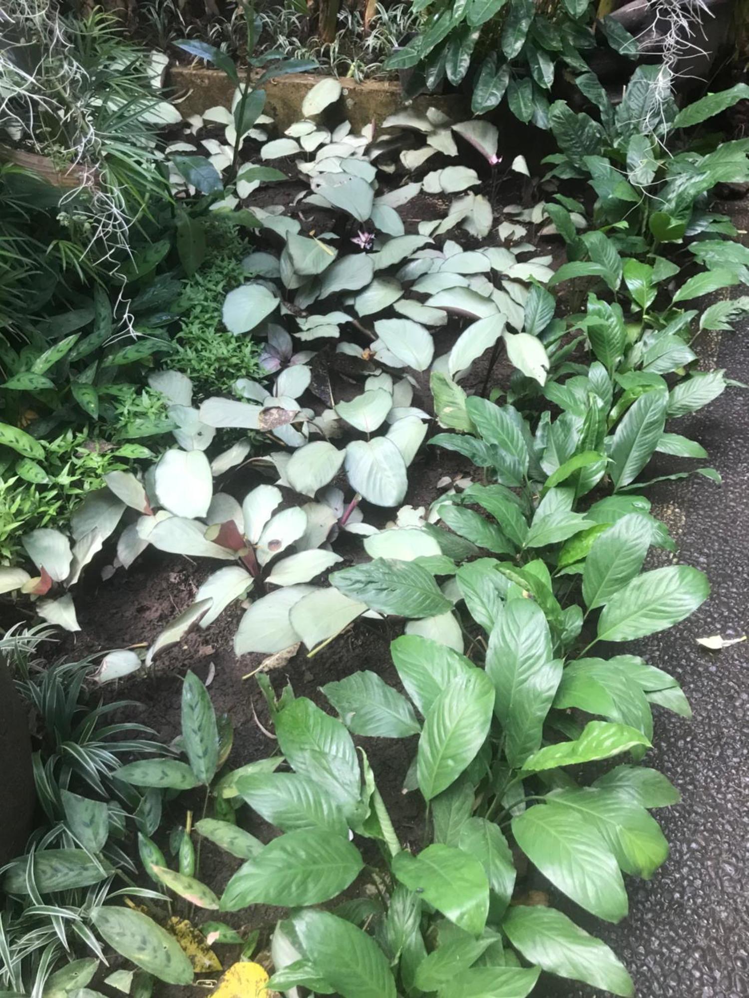 Gus Arditya Homestay Ubud Exteriör bild