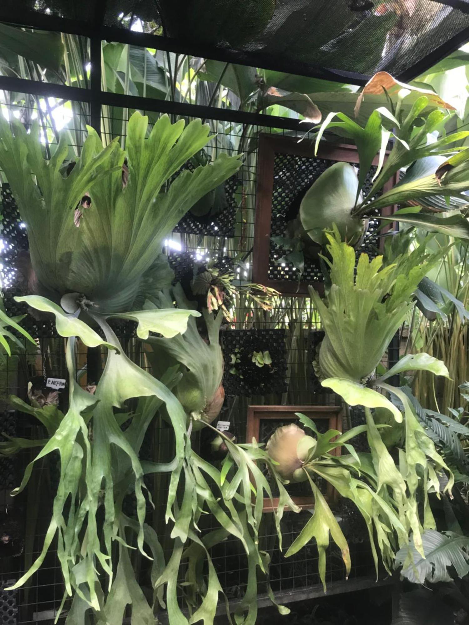 Gus Arditya Homestay Ubud Exteriör bild