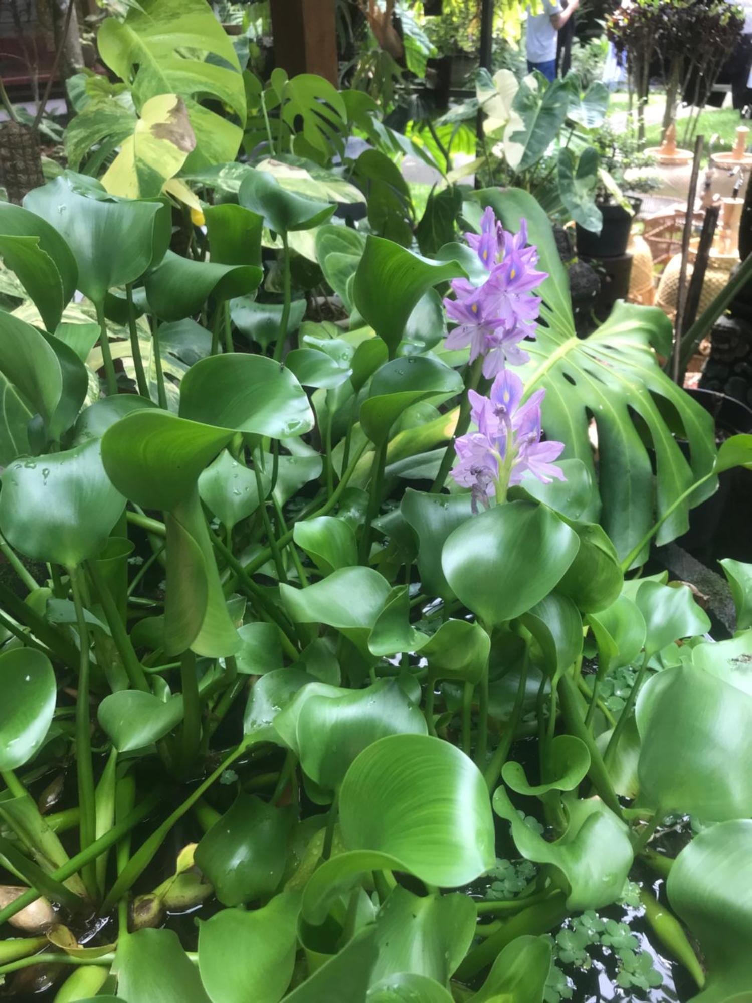 Gus Arditya Homestay Ubud Exteriör bild