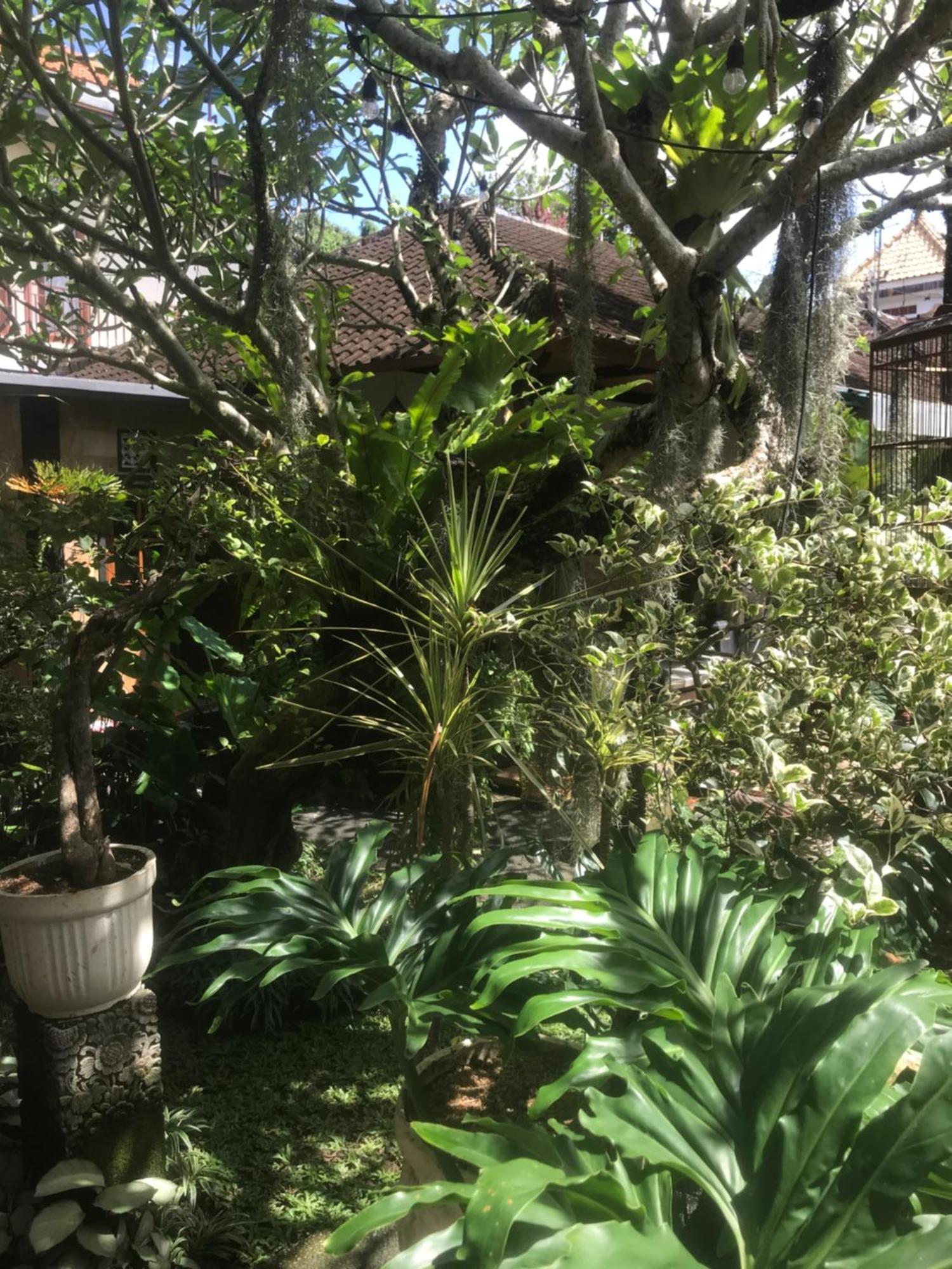 Gus Arditya Homestay Ubud Exteriör bild